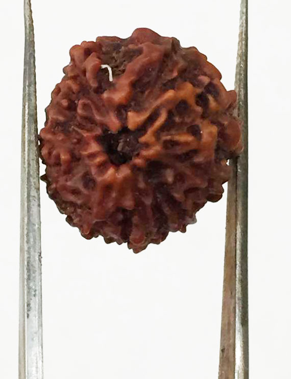 10 Mukhi Certified Rudraksha (Indonesia Origin) Size- 16.50mm